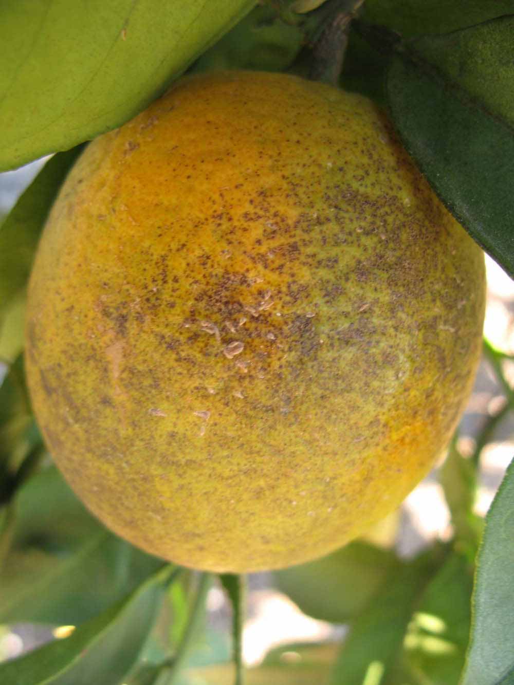              Fruit (Winter Haven, FL)       